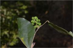Pachygone ovata